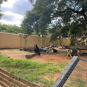 Spectacled Bear (Tremarctos ornatus)