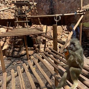 Yellow Baboon (Papio cynocephalus)