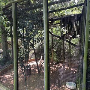 Blue-winged Kookaburra (Dacelo leachii)