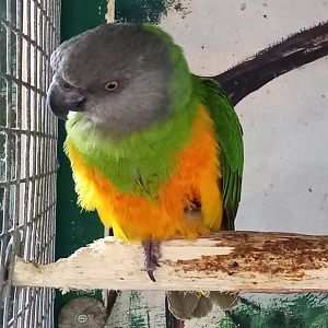 Senegal parrot