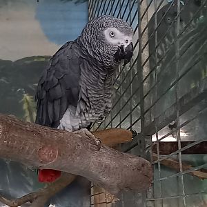 African grey parrot