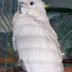 Sulfur-crested cocatoo