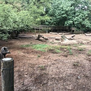 European Wild Boar Enclosure (Sus scrofa)
