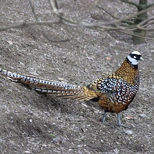 Reeves's pheasant