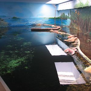 Reef shark pool in India House
