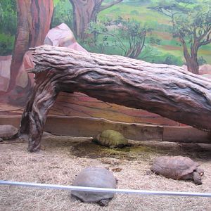 Sulcated tortoise exhibit