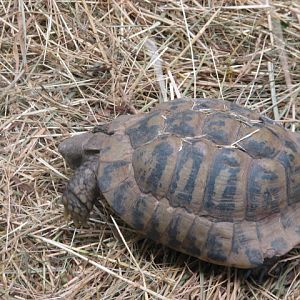 Hermann's tortoise