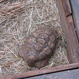 Leopard tortoise