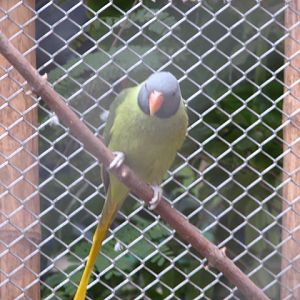 Slaty-headed parakeet