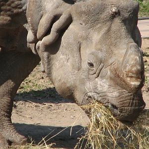 Indian rhino portrait