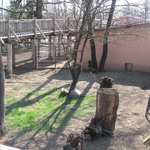 New Indian crested porcupine exhibit