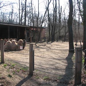 Bactrian camel exhibit