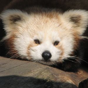 Red panda