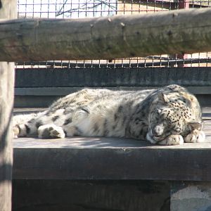 Snow leopard