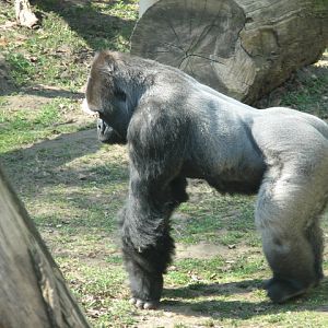 Western gorilla Djumbah