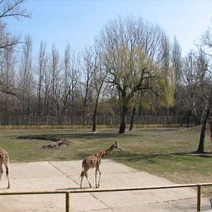 Savanna exhibit (Rotschild's giraffe, Grevy's zebra, Sable antelope)