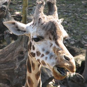 Giraffe portrait