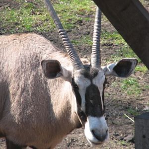 Gemsbok