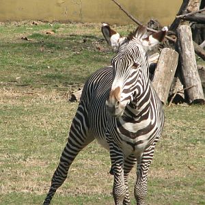 Grevy's zebra