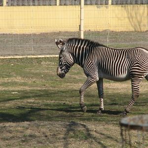 Grevy's zebra