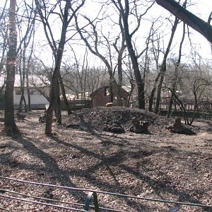 Red river hog exhibit