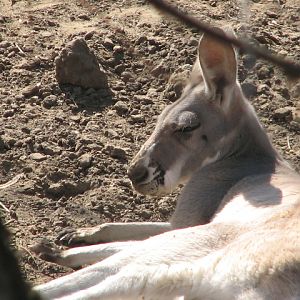 Red kangaroo