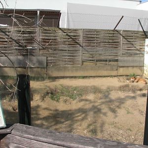 Dingo exhibit