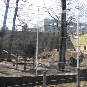 Sumatran tiger exhibit