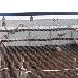 African grey parrots