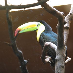 Rainbow-billed toucan