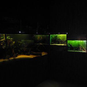 Smaller S-American tanks in Victoria House