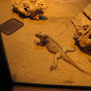 Rhino iguana