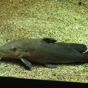 Giraffe catfish