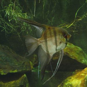 Angelfish