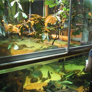 One of the S-American paludariums