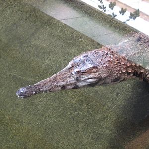 Crocodylus cataphractus
