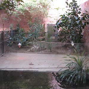 Yacare caiman enclosure