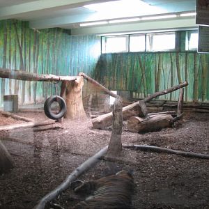 Sumatran tiger indoor