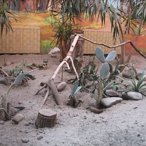 Fennec exhibit with American cacti XD