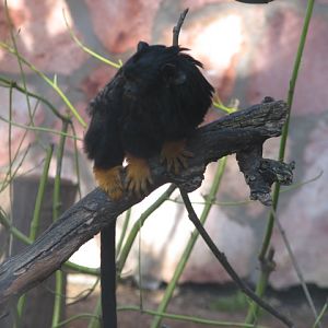 Red-handed tamarin
