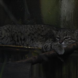 Geoffroy's cat