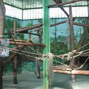 Bornean orang indoor