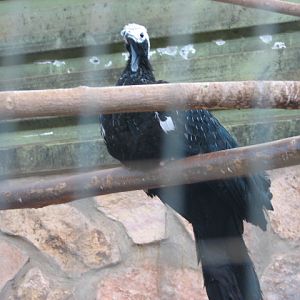 Piping guan ID
