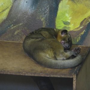 Kinkajou