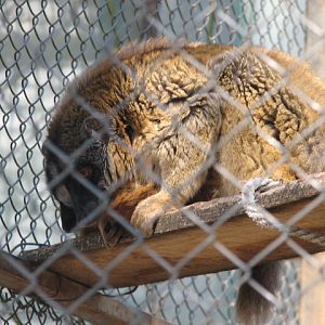 Mayotte brown lemur