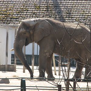 African elephant bull