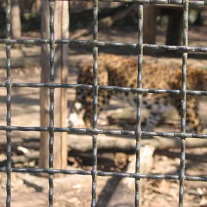 Wires (North-Chinese leopard can be seen in the background)