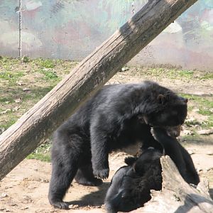 Playing Spectacled bears
