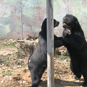 Playing Spectacled bears