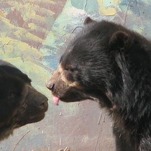 Spectacled bears